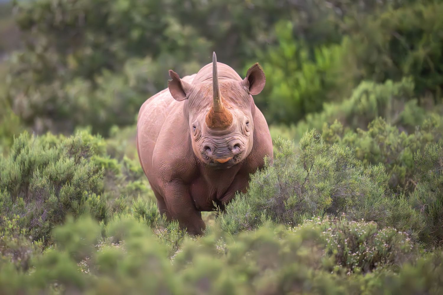 A black rhinoceros moving through green African bushland.