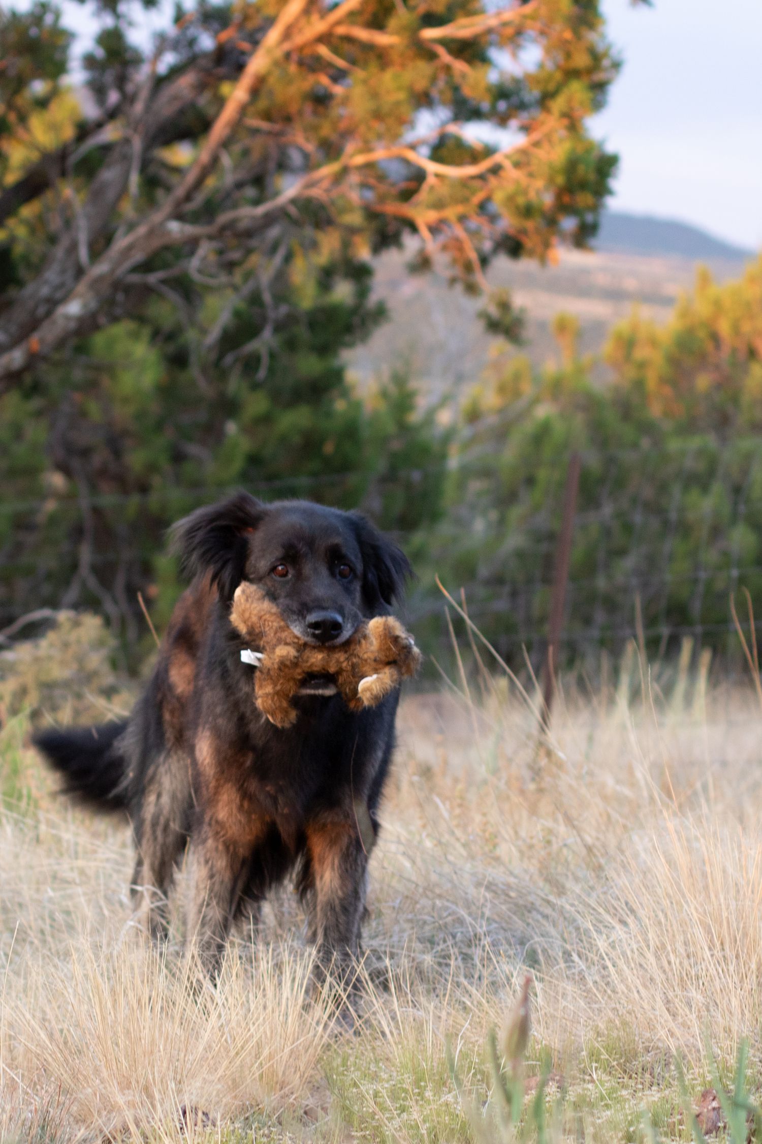 senior dog photos, fun with senior dogs, rescue dogs