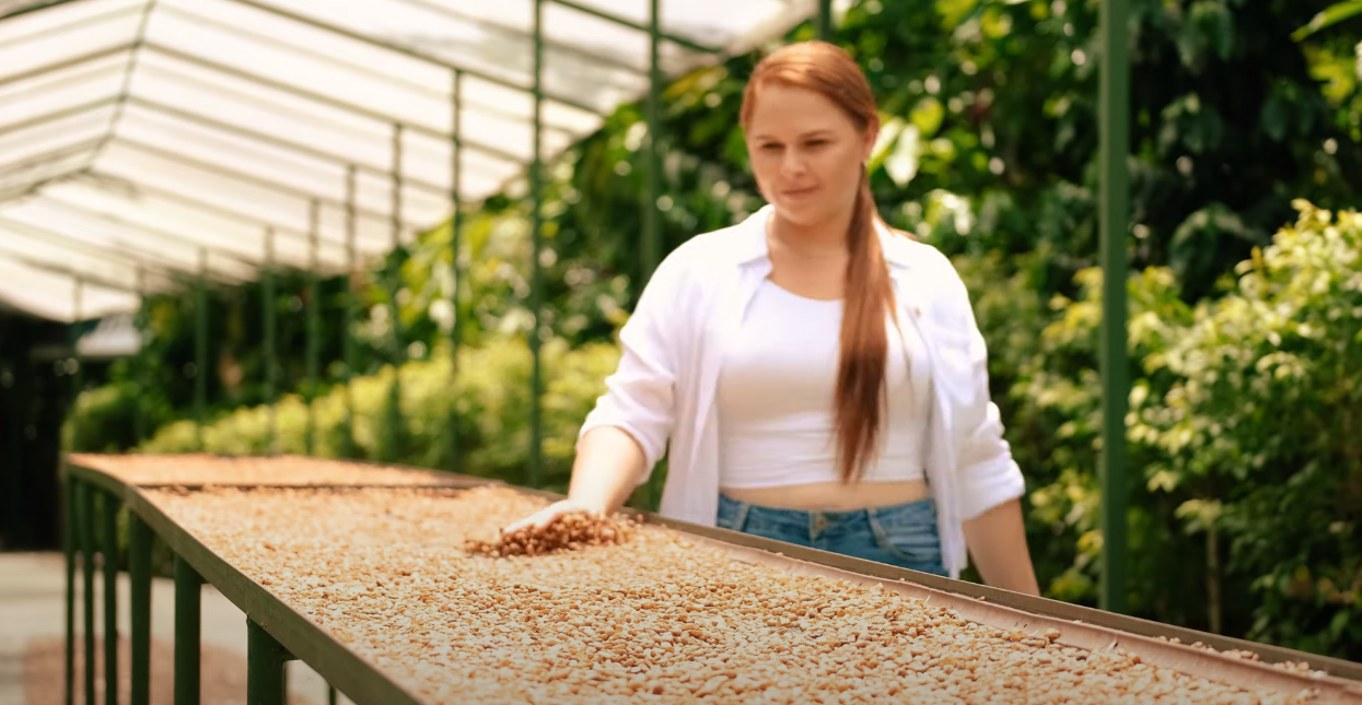 Coffee beans being sorted on a long table inside a bright greenhouse.