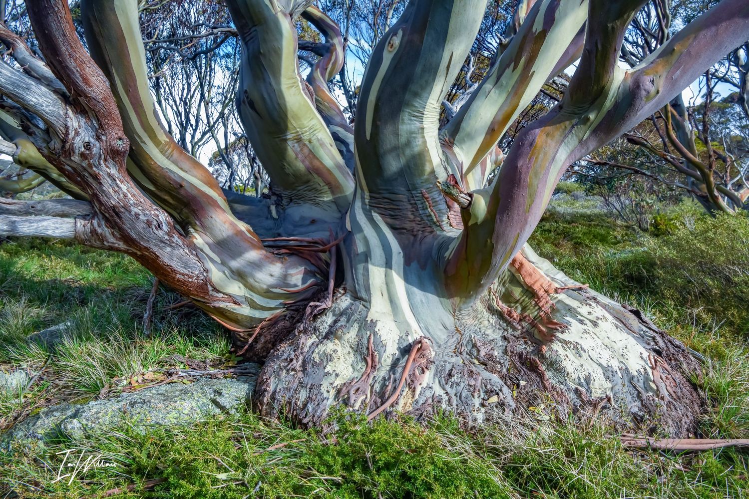 Snow gum