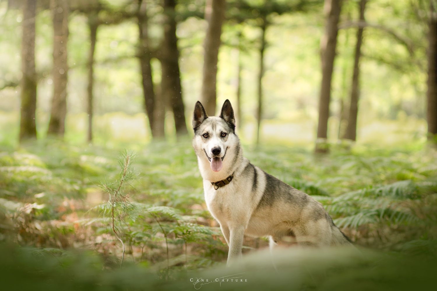 photo-chien-exterieur-tours-saint-malo-chloe-frigo