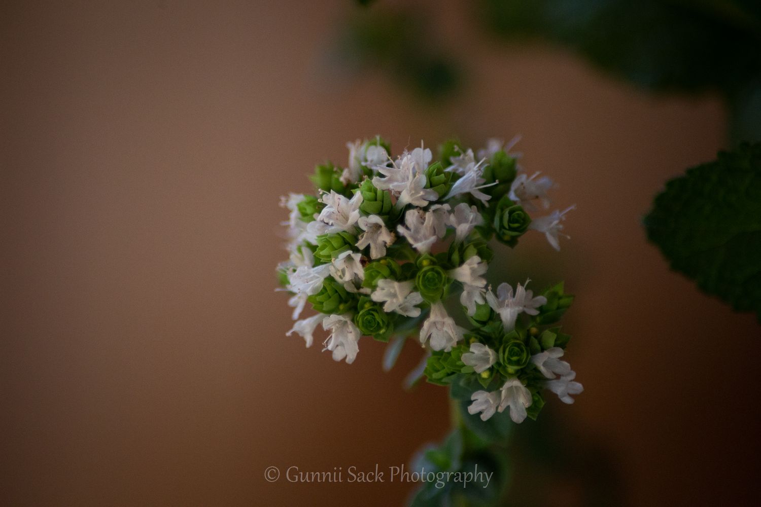 oregano, hi-yo farms, gunnii sack photography