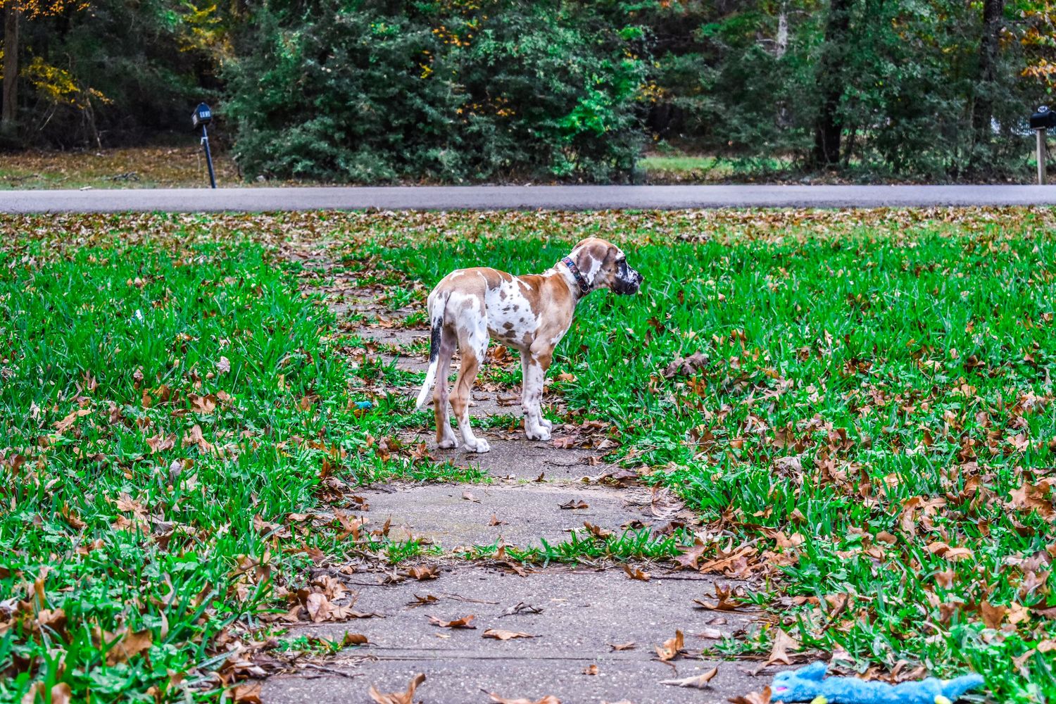 A spotted Great Dane puppy explores a path surrounded by autumn leaves and green grass.