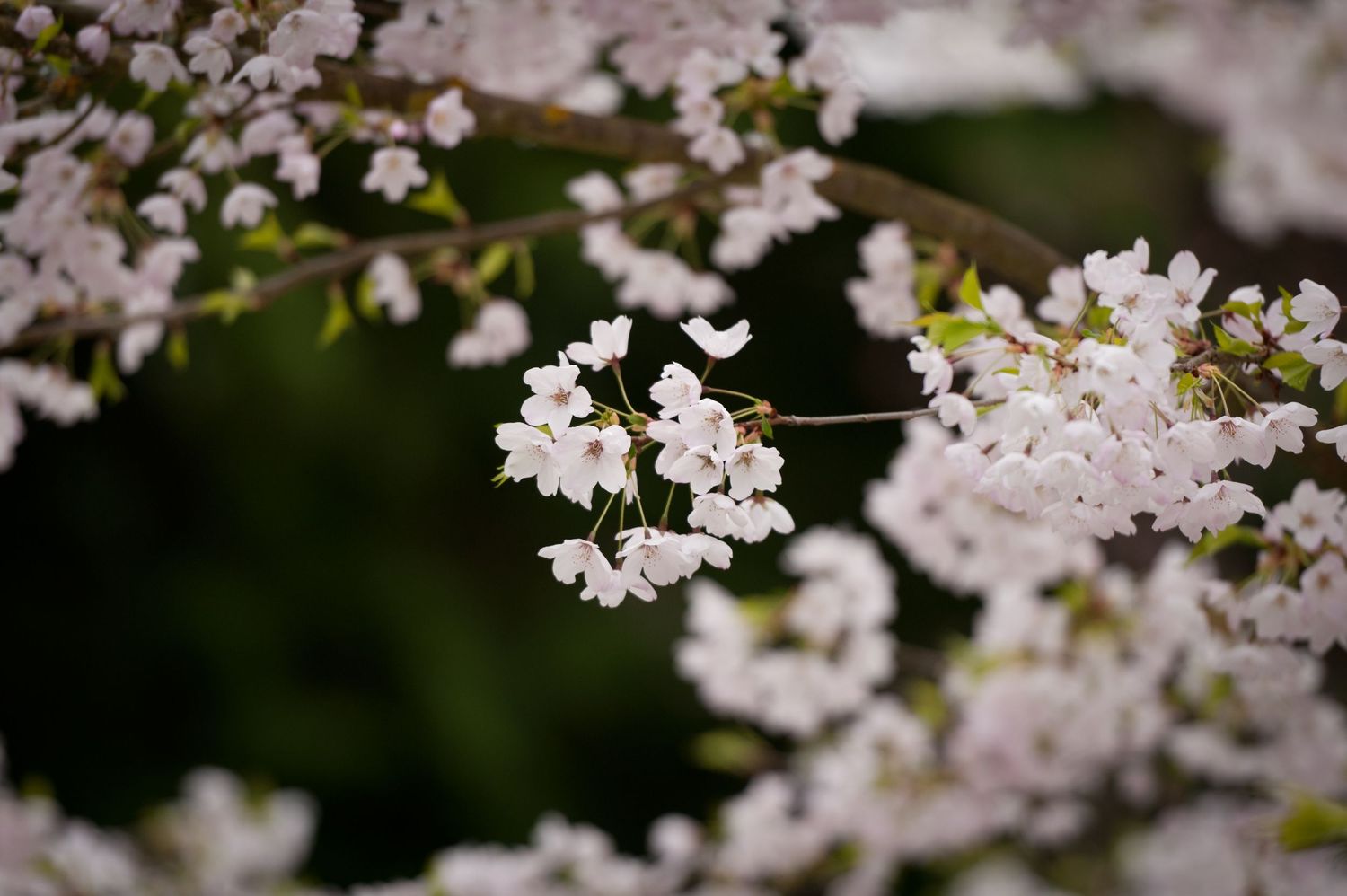 Delicate white cherry blossoms blooming against a soft blurred green background.