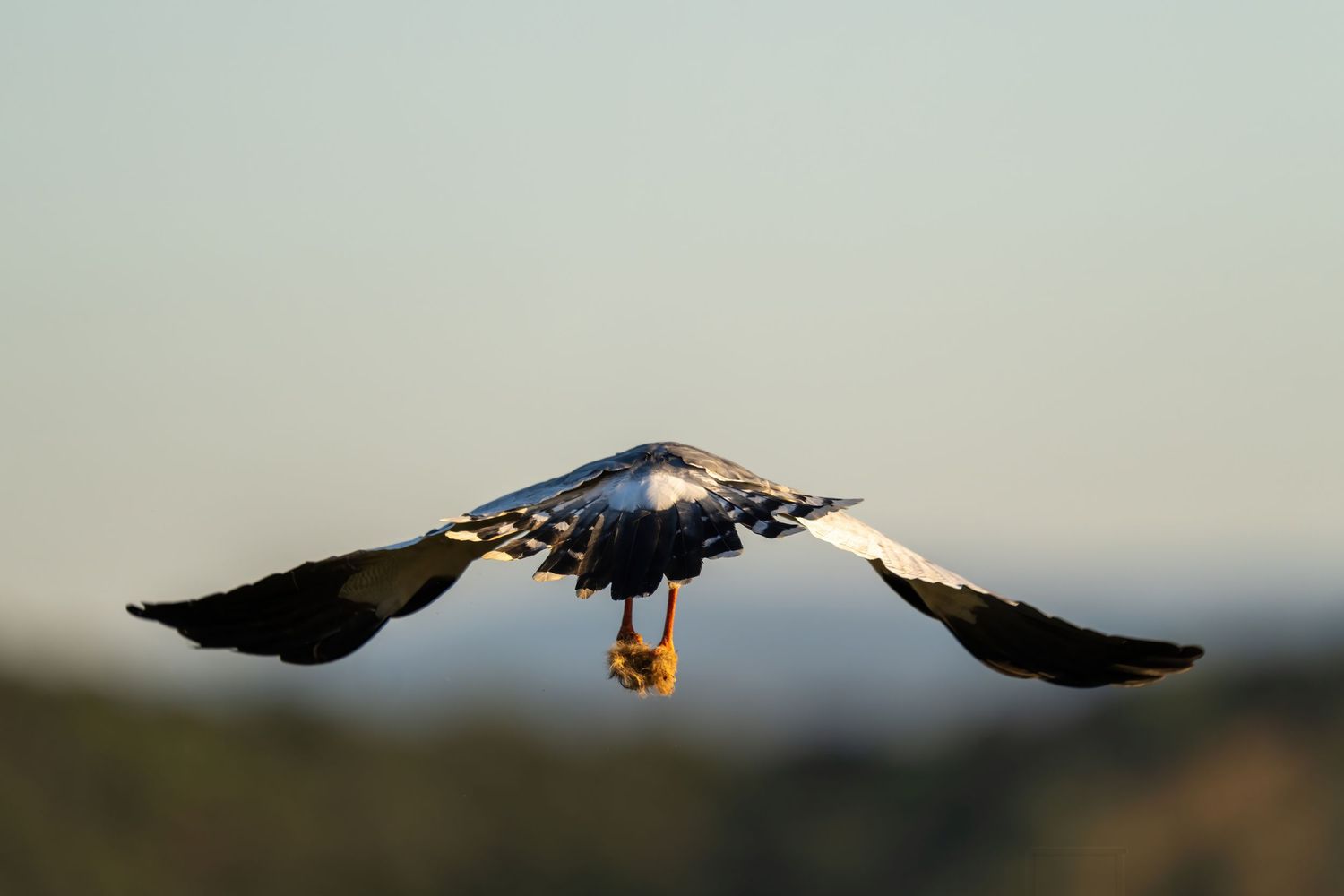 Fish eagle soaring with wings spread against pale sky background.