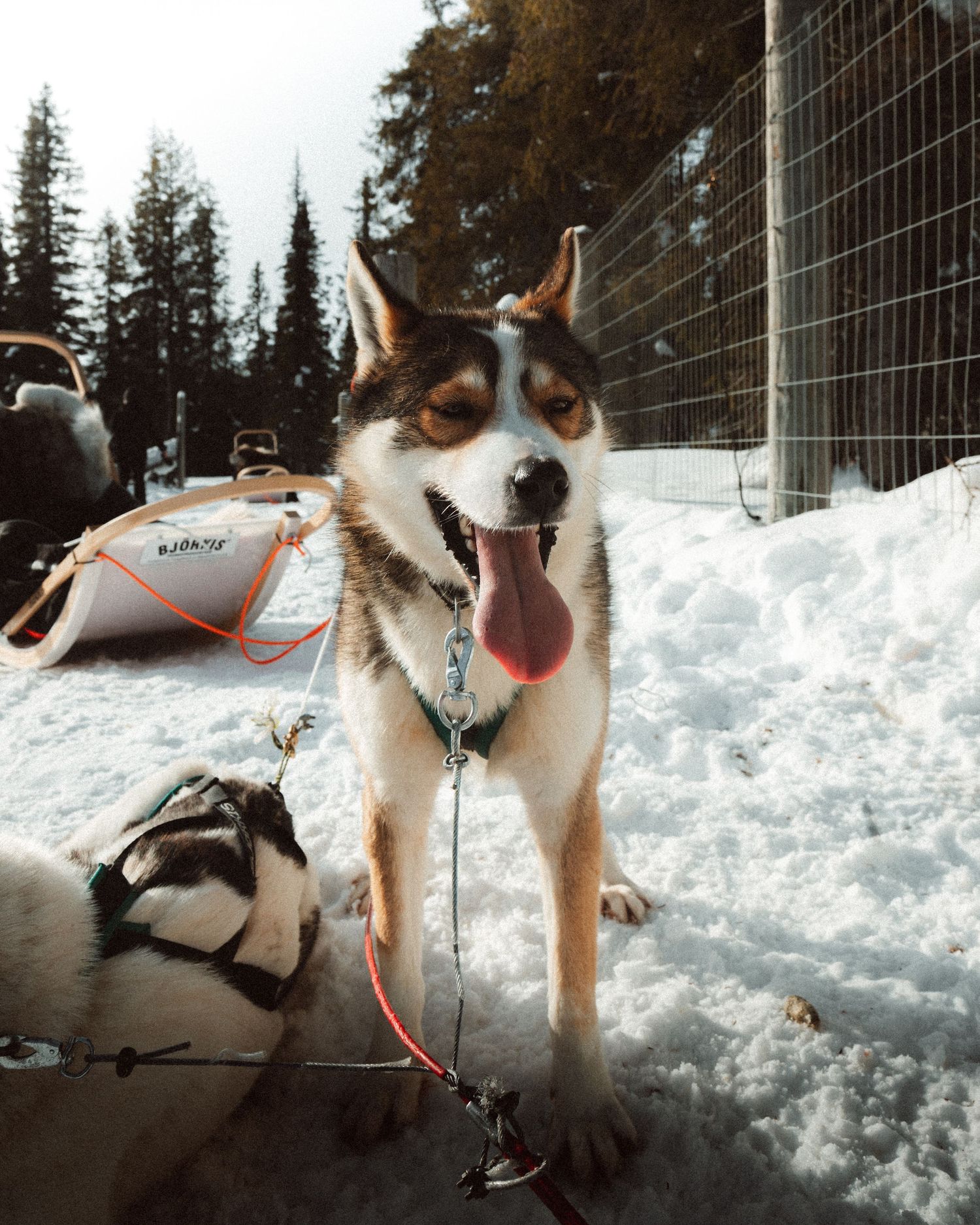 Kuusamo en Finlande, blog voyage et photos par Julie Fox Photography - Laponie