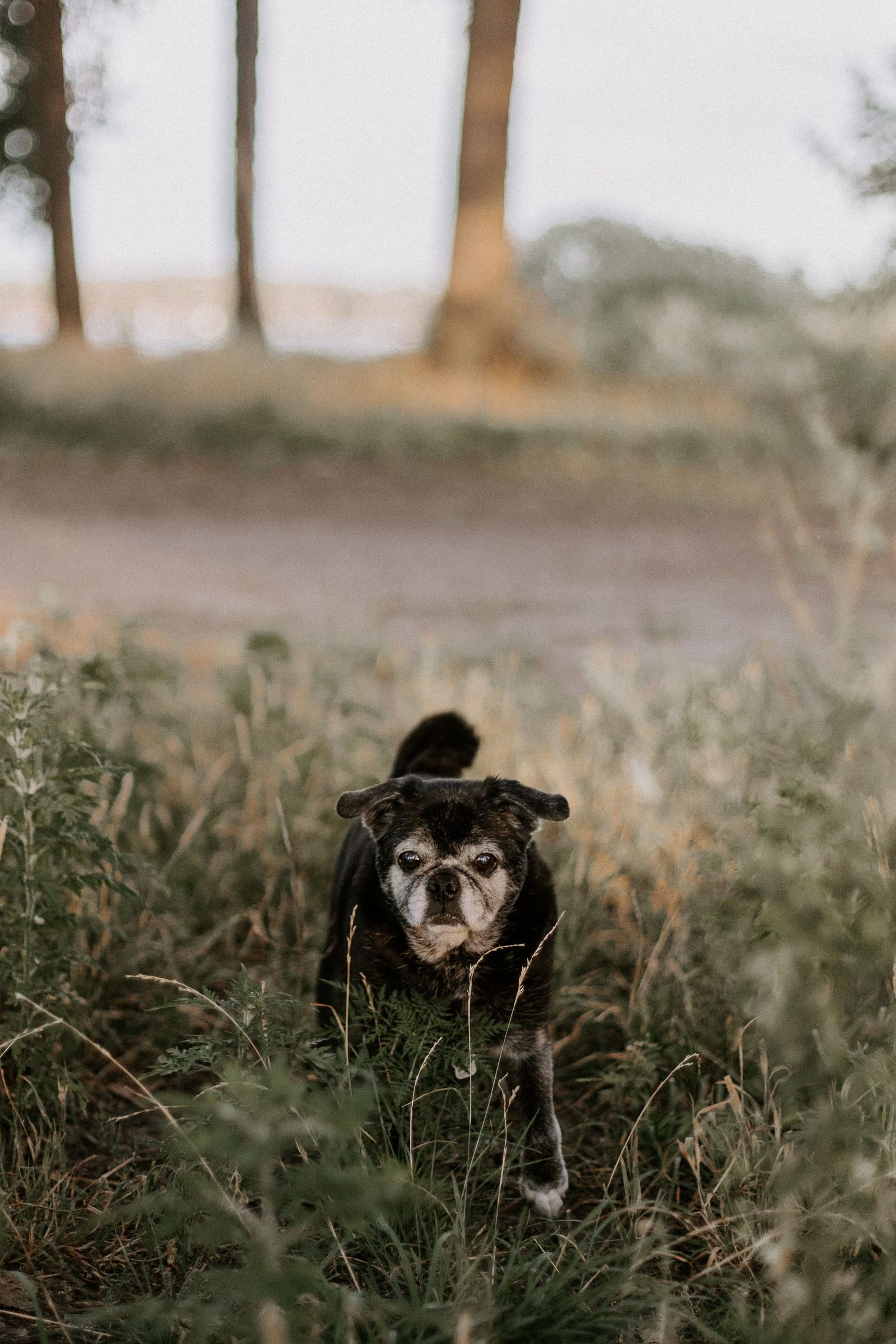 toronto engagement session photography cherry beach candid with dog