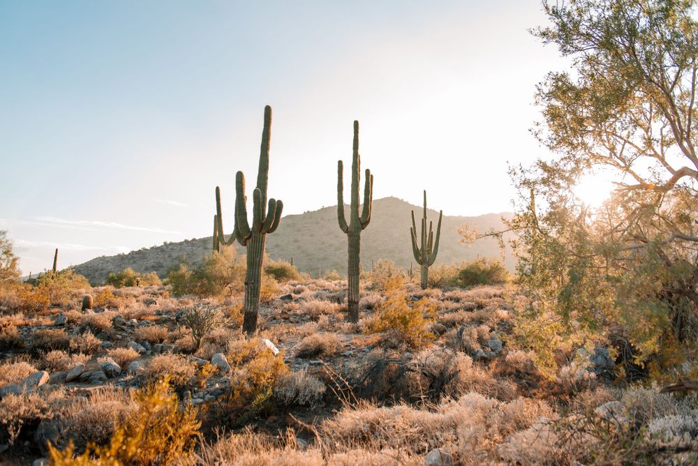 Desert landscape with multiple saguaro cacti silhouetted against bright sky.