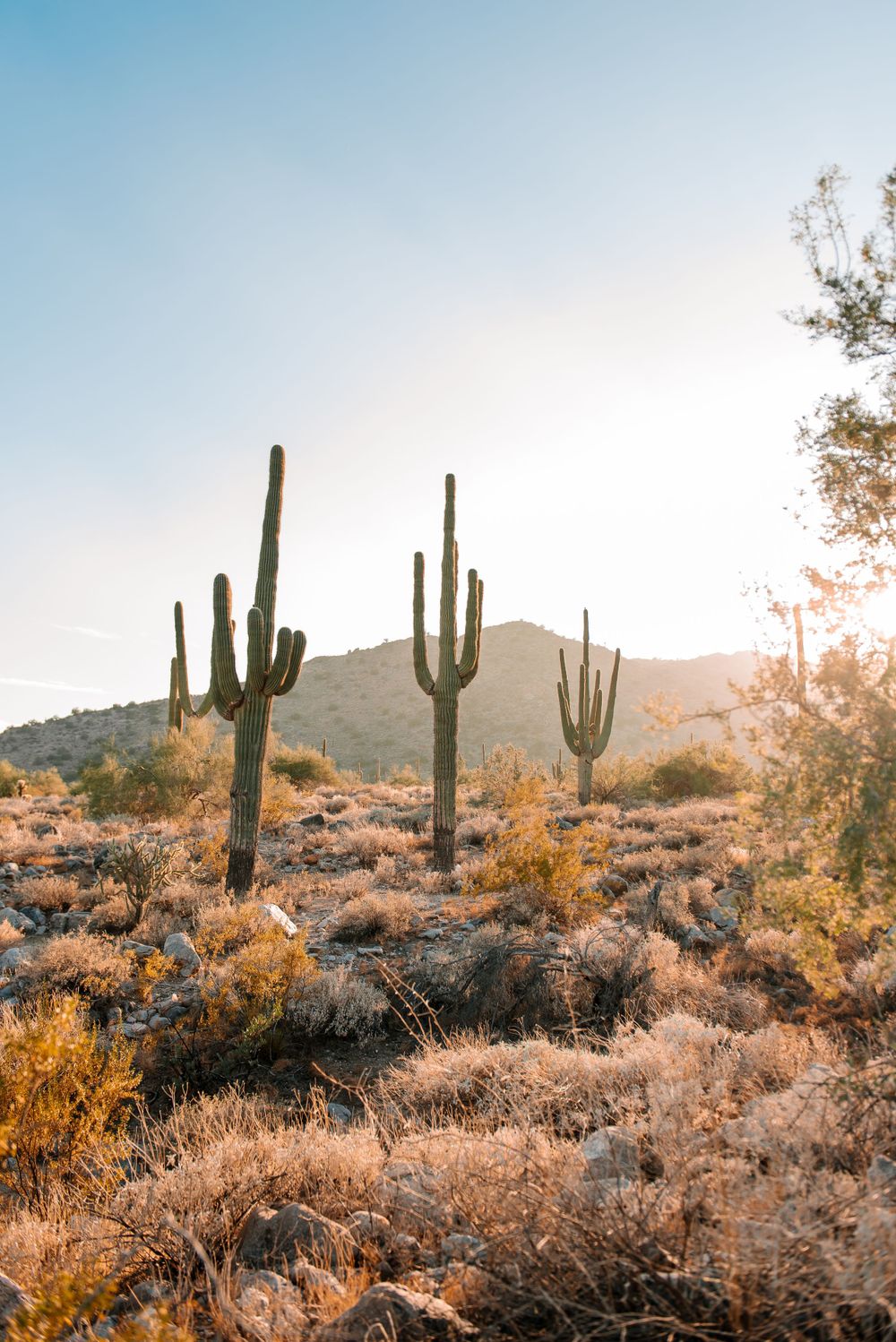 Scenic desert vista with saguaro cacti and mountains in golden evening light.