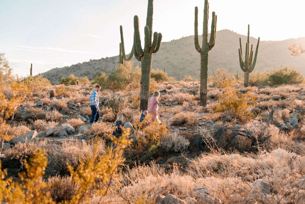 Majestic saguaro cacti stand tall against a golden desert landscape at sunset in Arizona.
