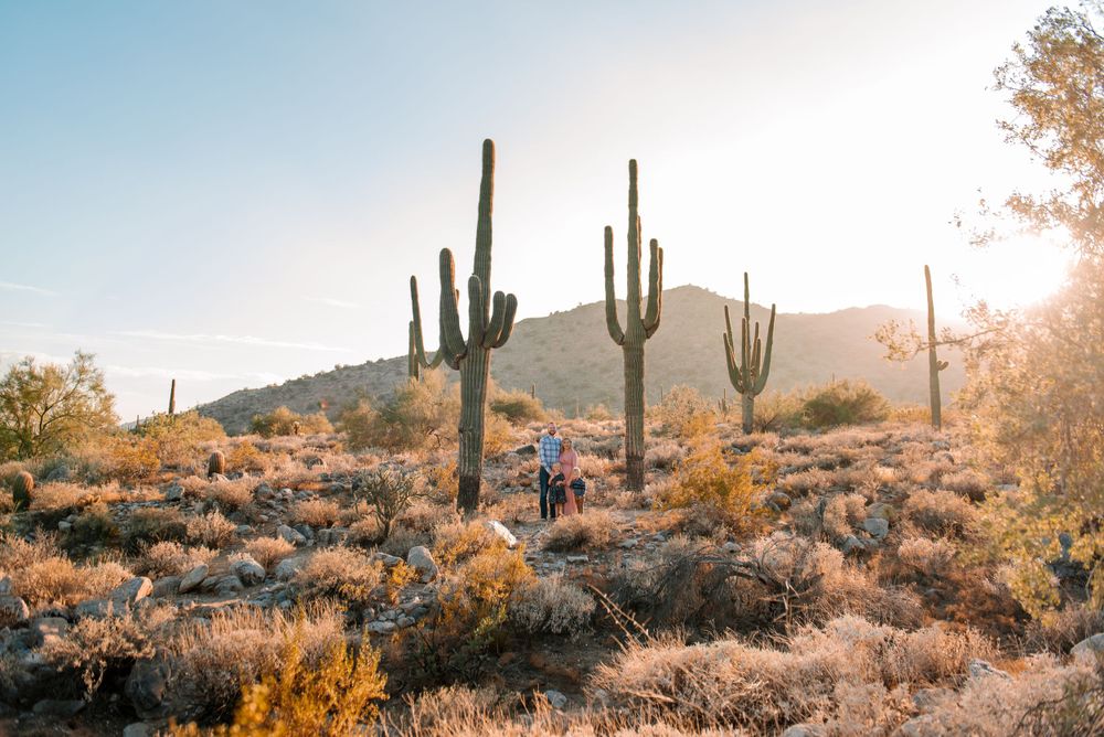 Desert landscape with towering saguaro cacti silhouetted against a warm sunset sky.