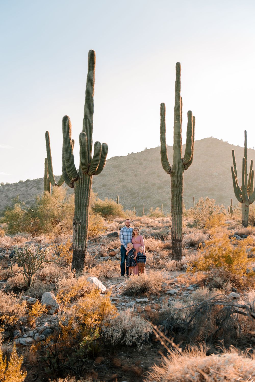 Saguaro cacti stand sentinel in the Sonoran Desert as sunlight bathes the landscape in warm hues.