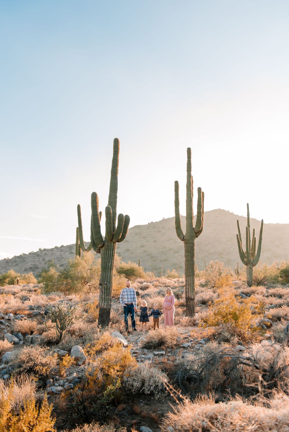 Desert trail winds through statuesque saguaro cacti and desert brush during sunset.