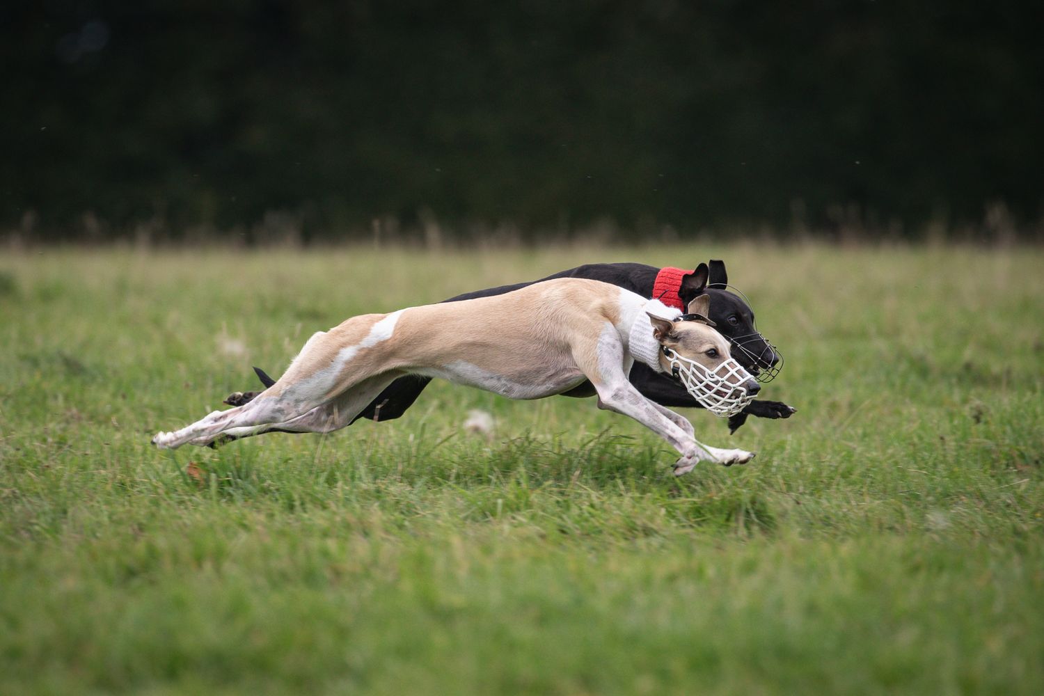 Two whippets mirroring each other while running shoulder to shoulder, fully stretched out.