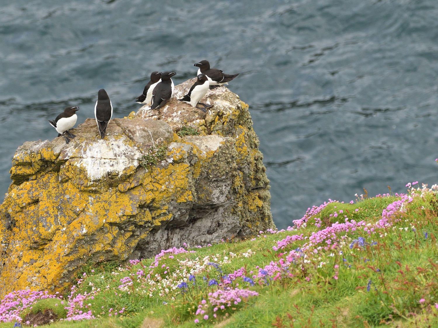 Razorbills birds on rocks with sea thrift and blue bell flowers. Taken on Skomer Island Wales
