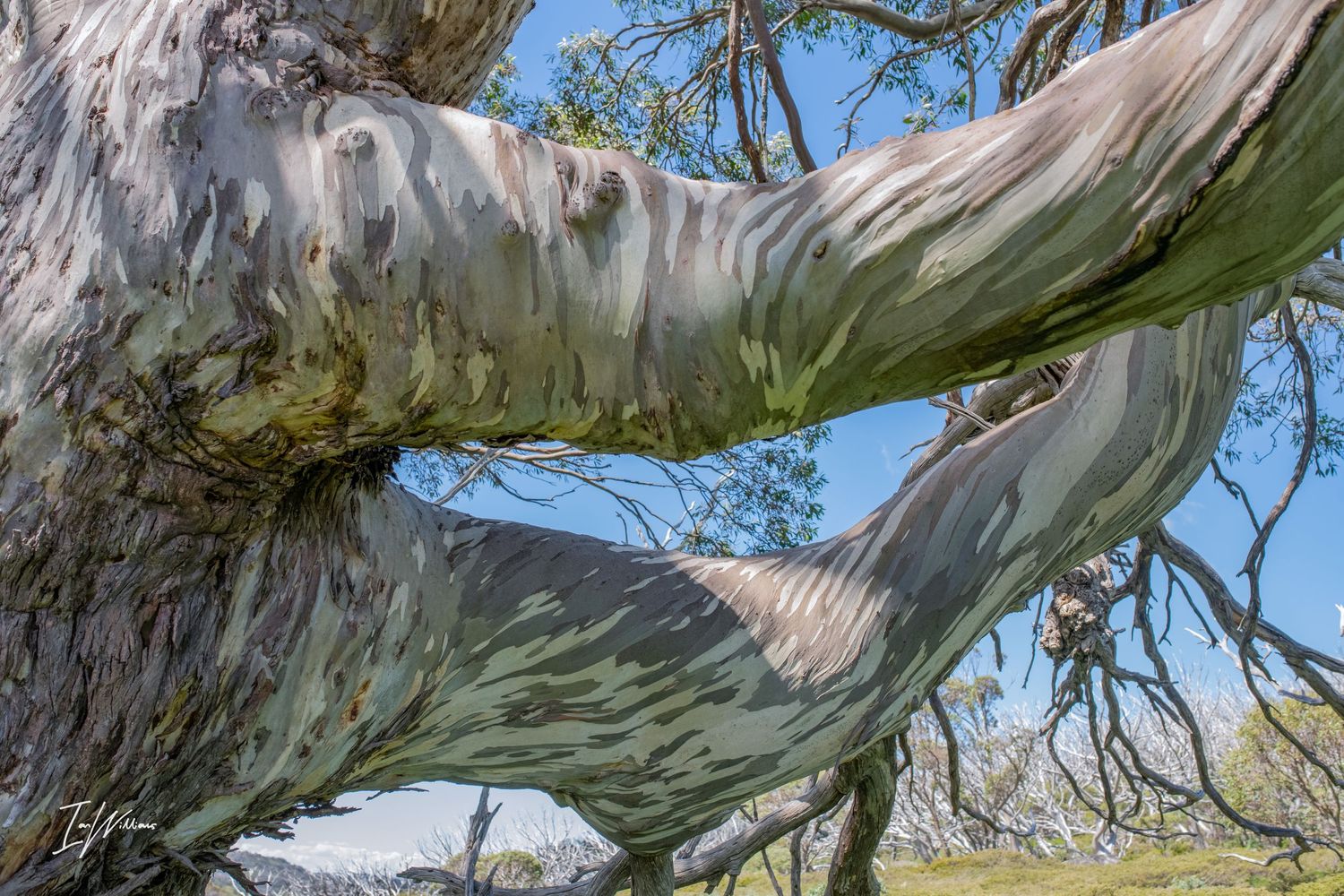 Ancient snow gum