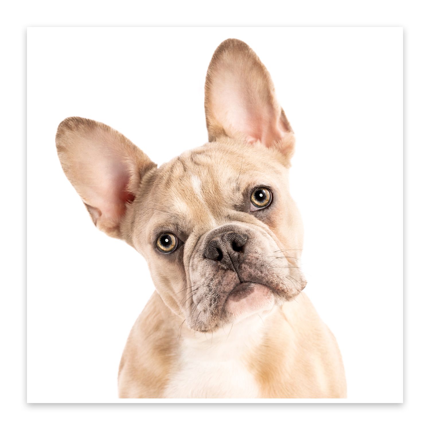 Portrait of cream French Bulldog with large ears against white background.