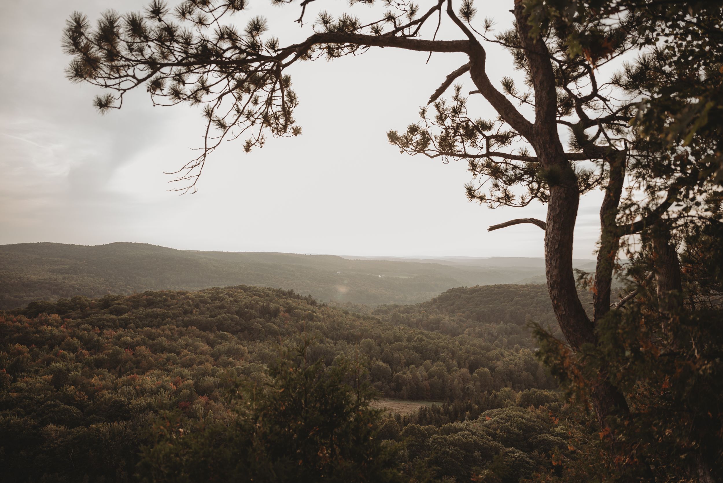 Scenic mountain landscape view with pine tree branch framing rolling hills in warm sunlight.