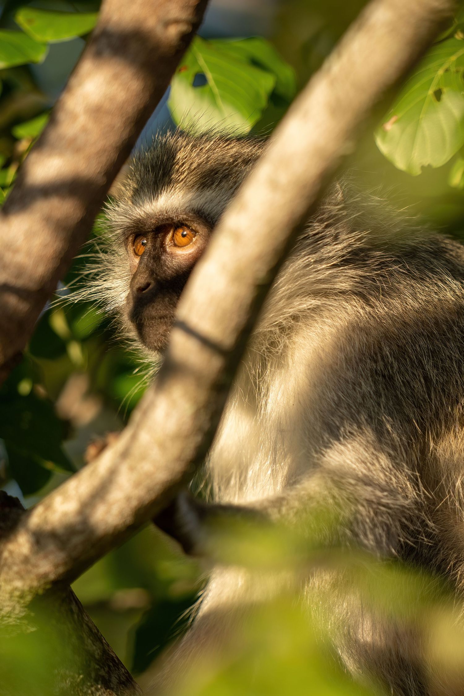 Close-up view of a monkey's orange eyes peering through tree branches and leaves.
