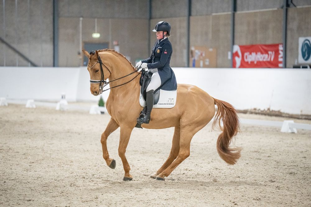 A golden horse performing dressage movements in an indoor riding arena.