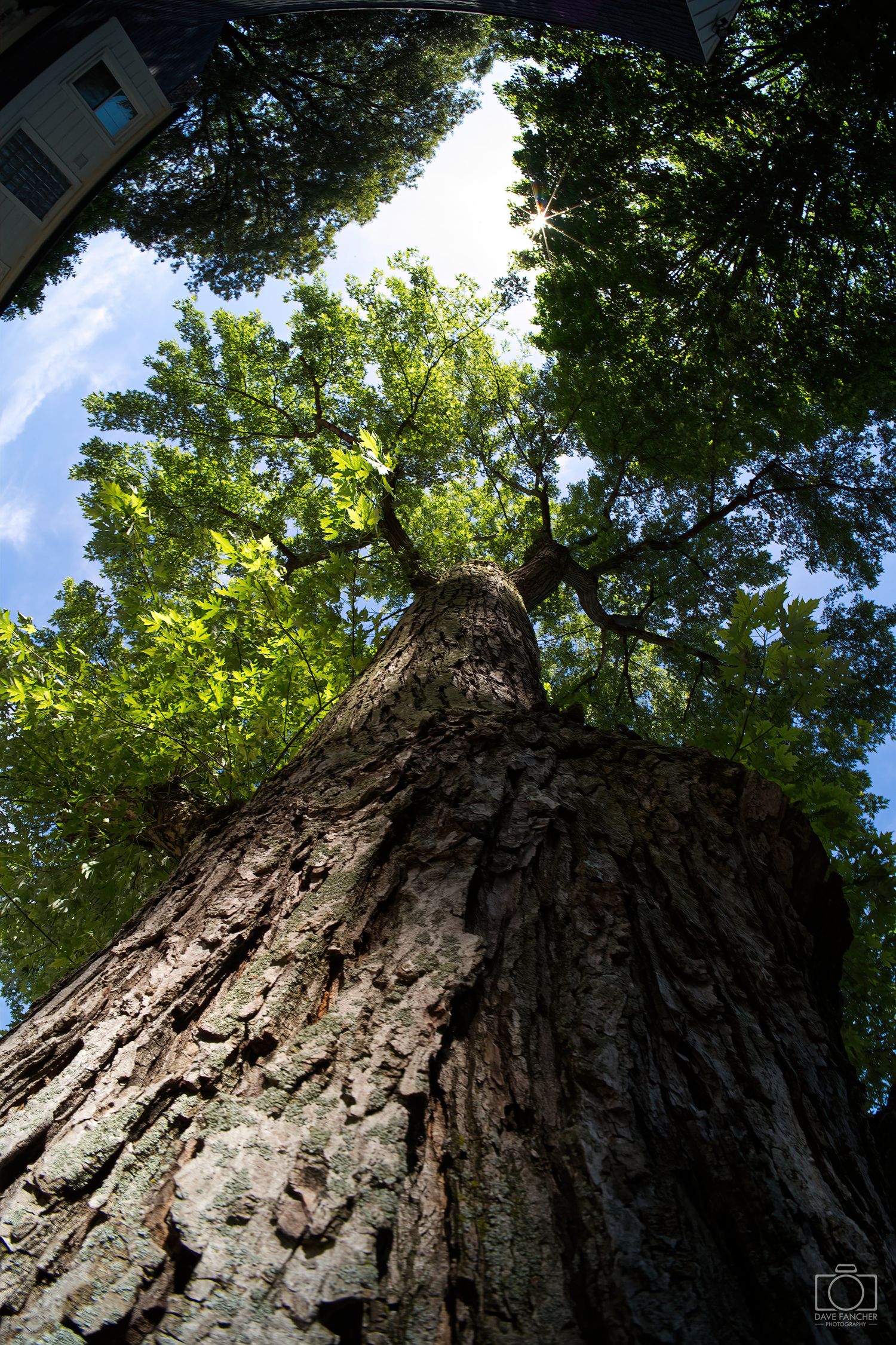 Old tree in my backyard