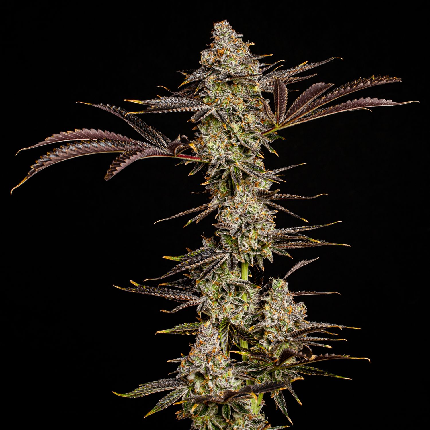 Flamingo Fine Cannabis Mendo Breath