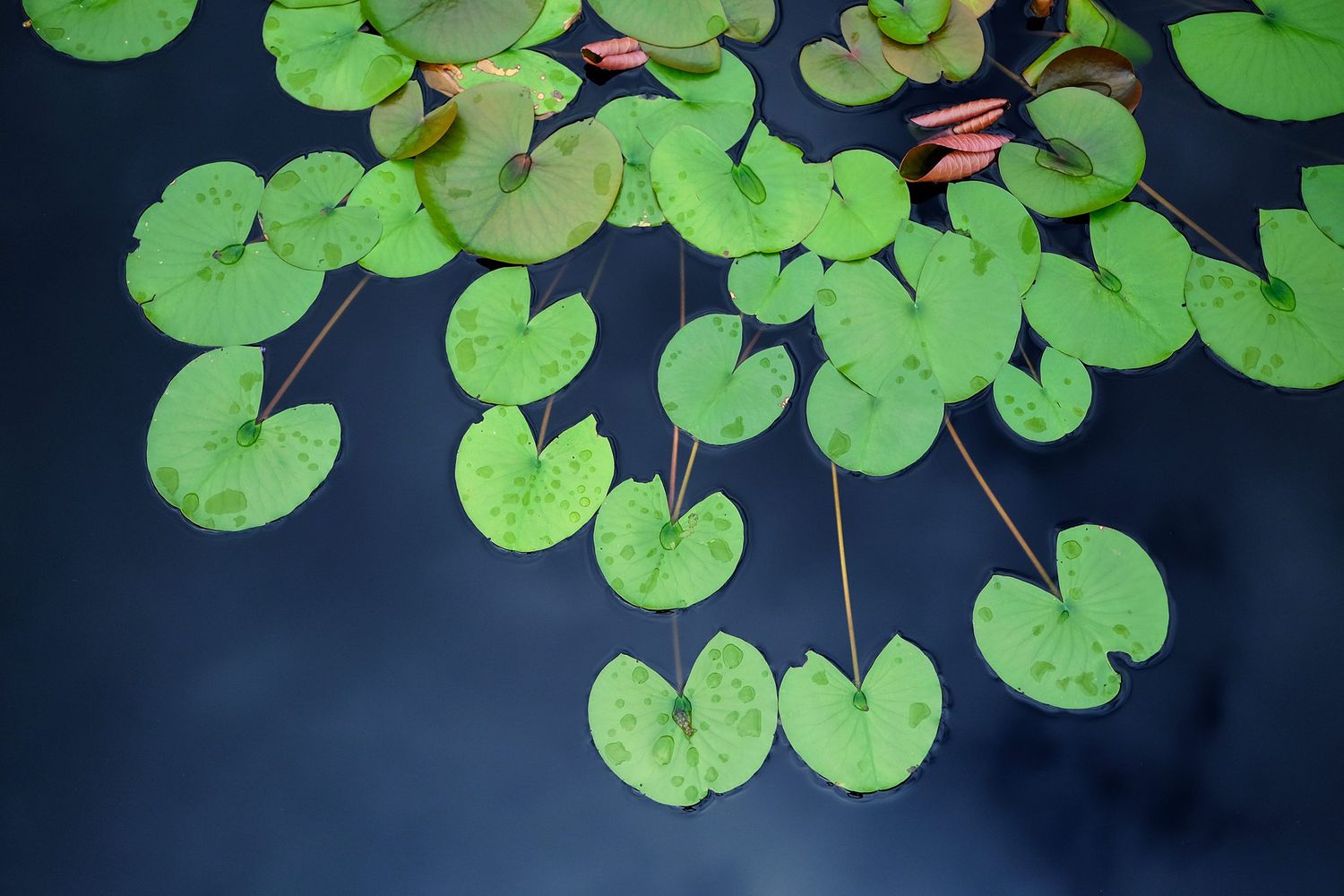 Sprawling lily pads