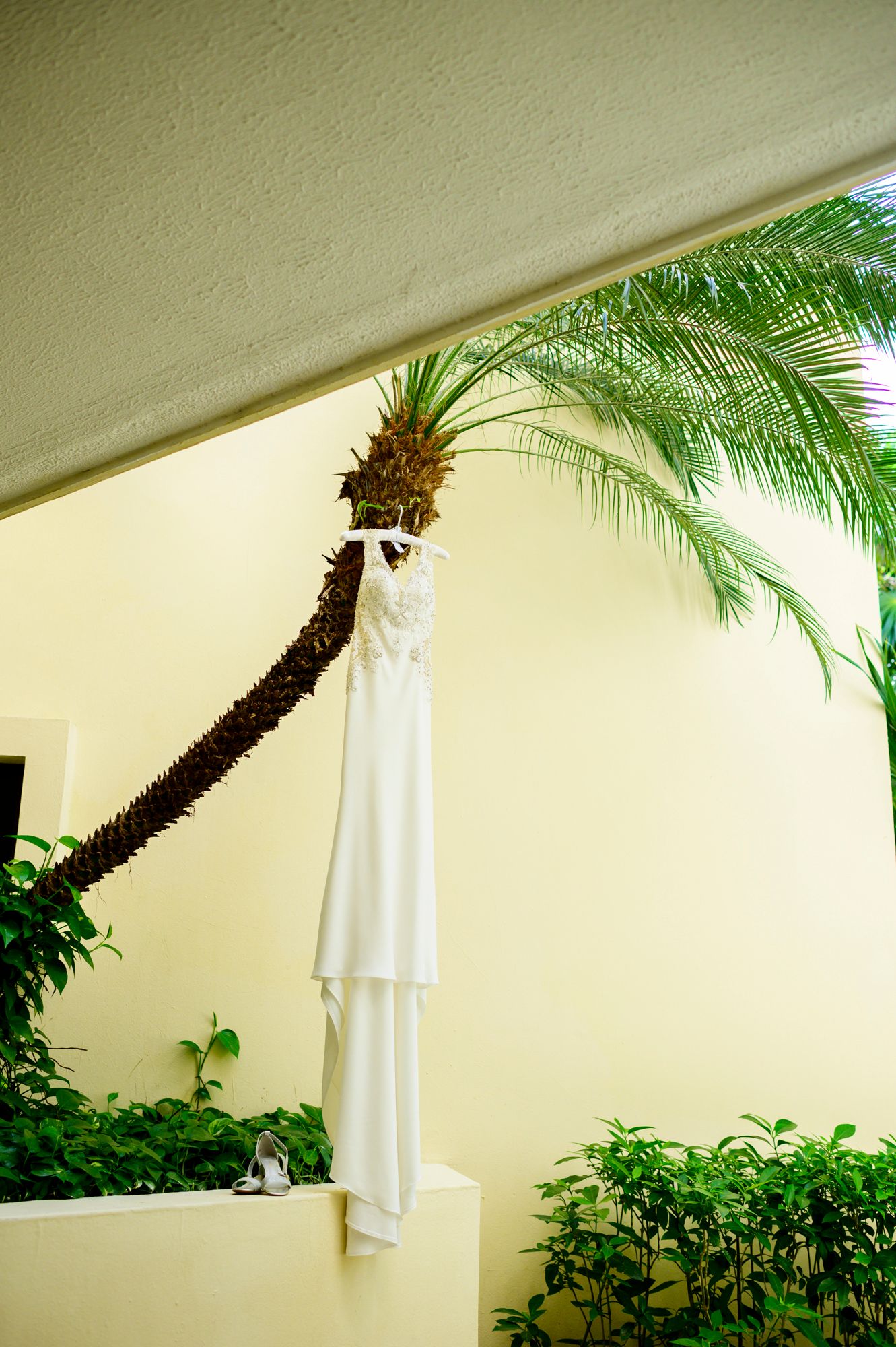 Spirits Intrigued Photography Destination Wedding Pricing Dress on Palm Tree International 2022
