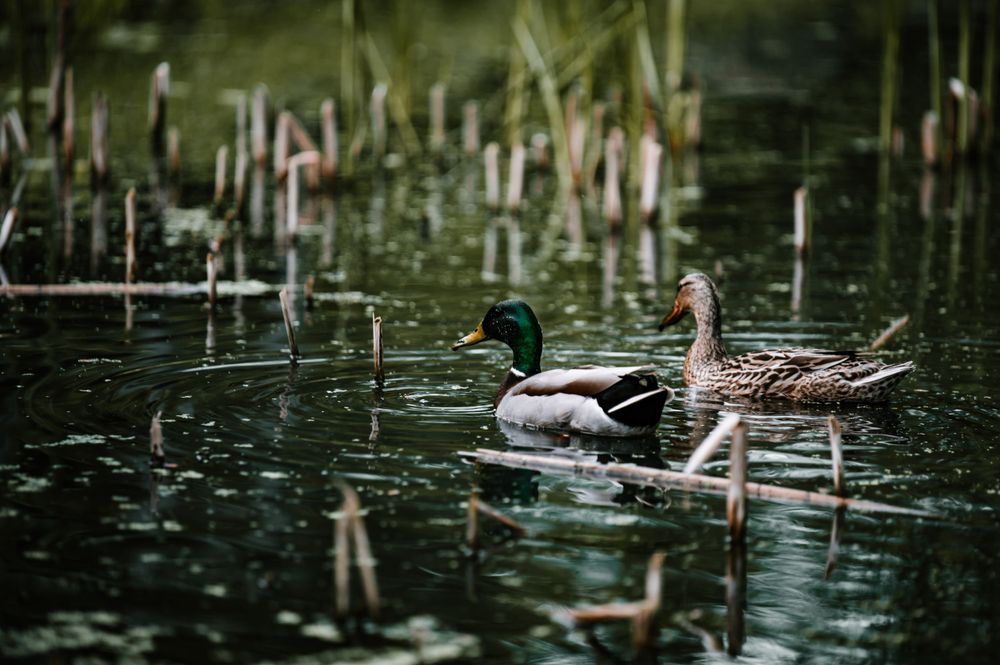 Ducks swim peacefully in dark pond water surrounded by lily pads and reeds.