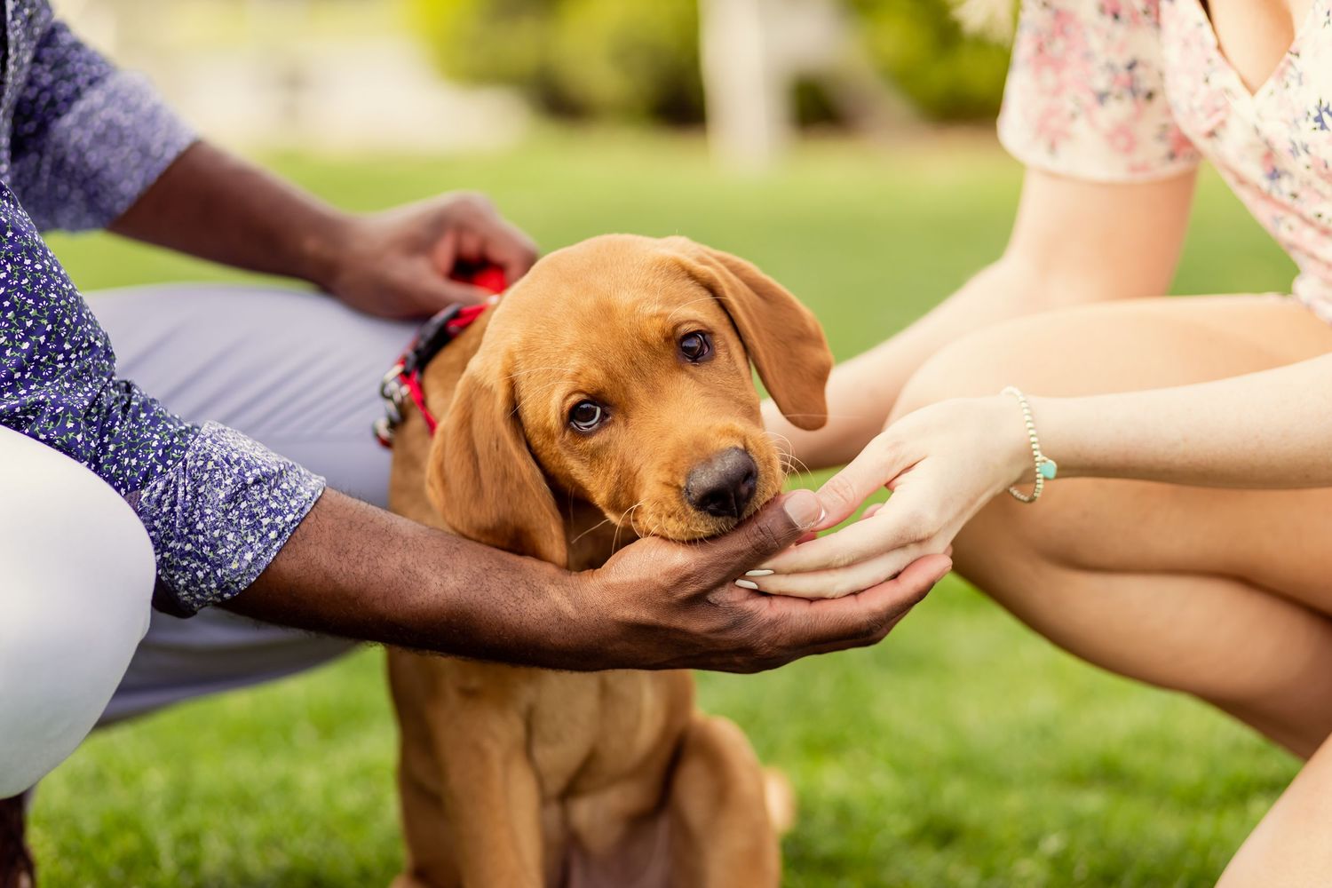 Couple petting an adorable golden Labrador puppy on green grass outdoors.