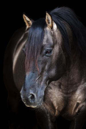 A  black background image of a grulla AQHA Stallion.
