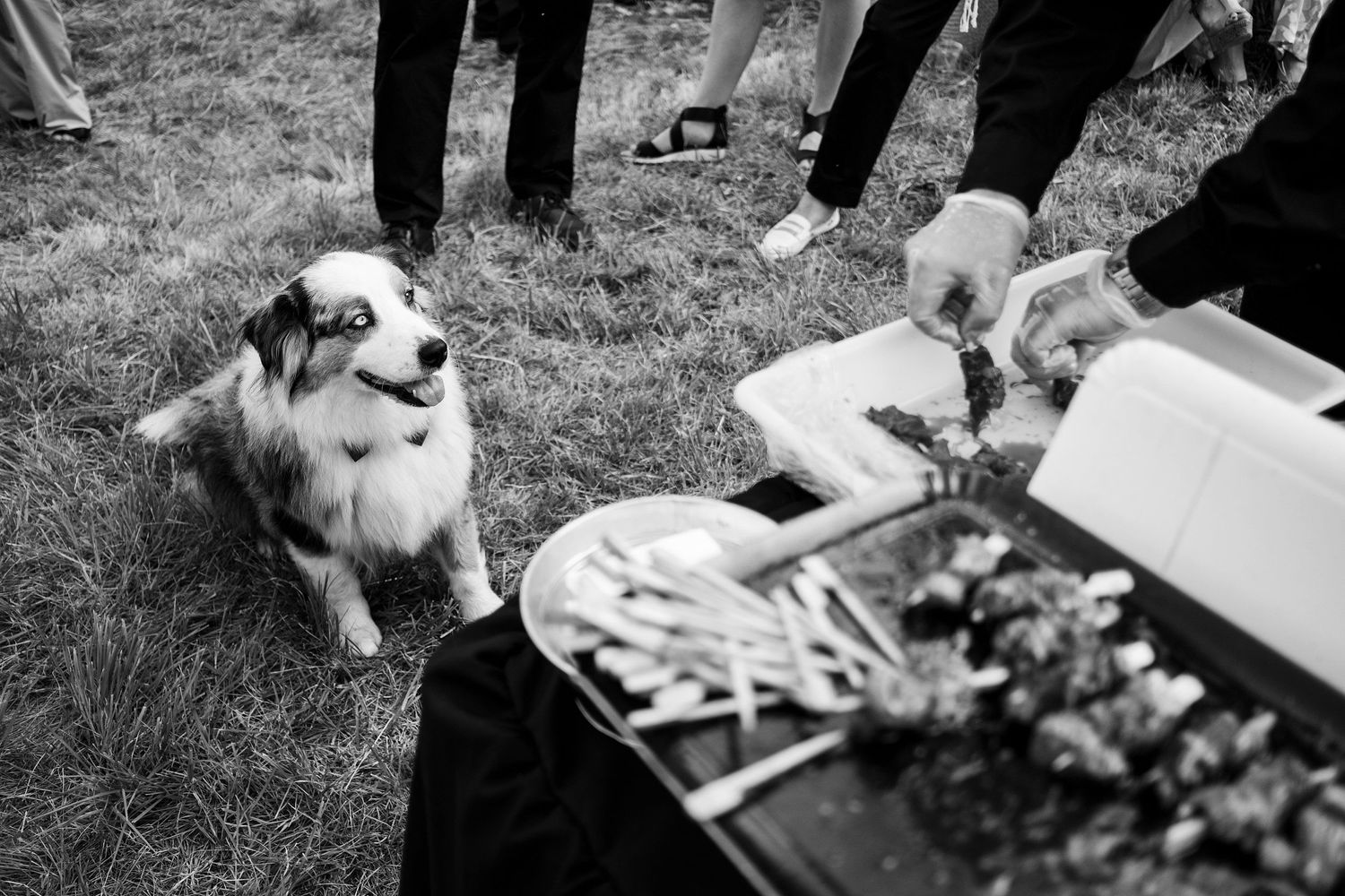 TLOOK photographe de mariage de style documentaire, Saint-Paul-de-Vence en France cocktail chien