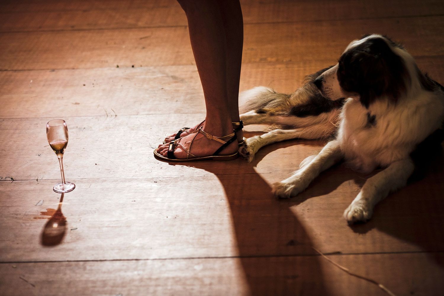TLOOK photographe de mariage de style documentaire, Saint-Paul-de-Vence en France soirée portraits du chien