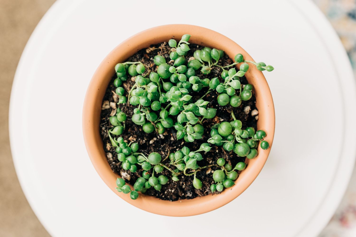 string of pearls plant in clay pot