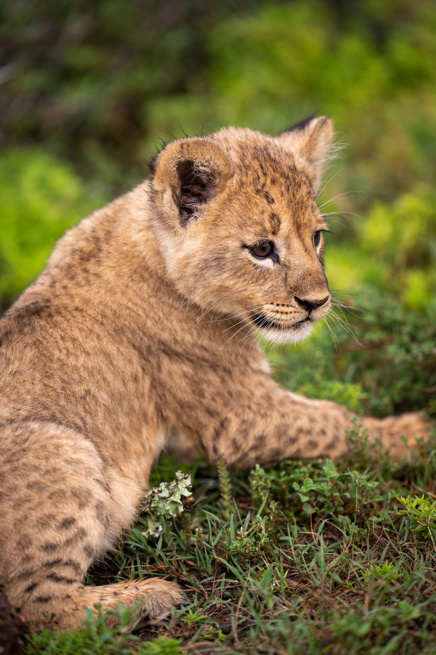 Young lion cub exploring and playing in natural habitat surrounded by green vegetation.