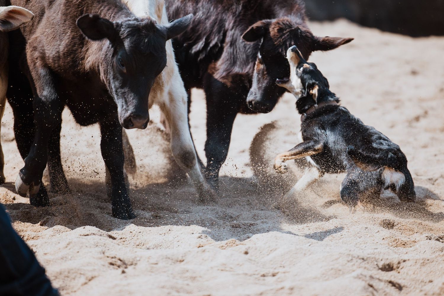 A herding dog slides aggressively through sand while working to control a group of black and tan cattle.