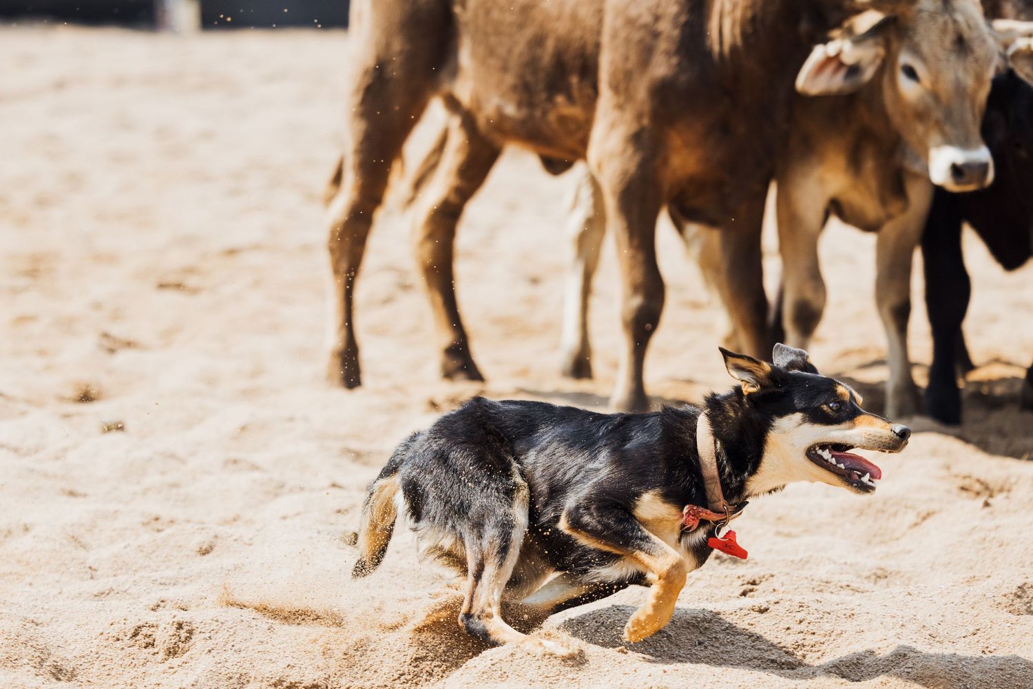 An energetic cattle dog herds brown calves across a sandy arena during a working dog competition.
