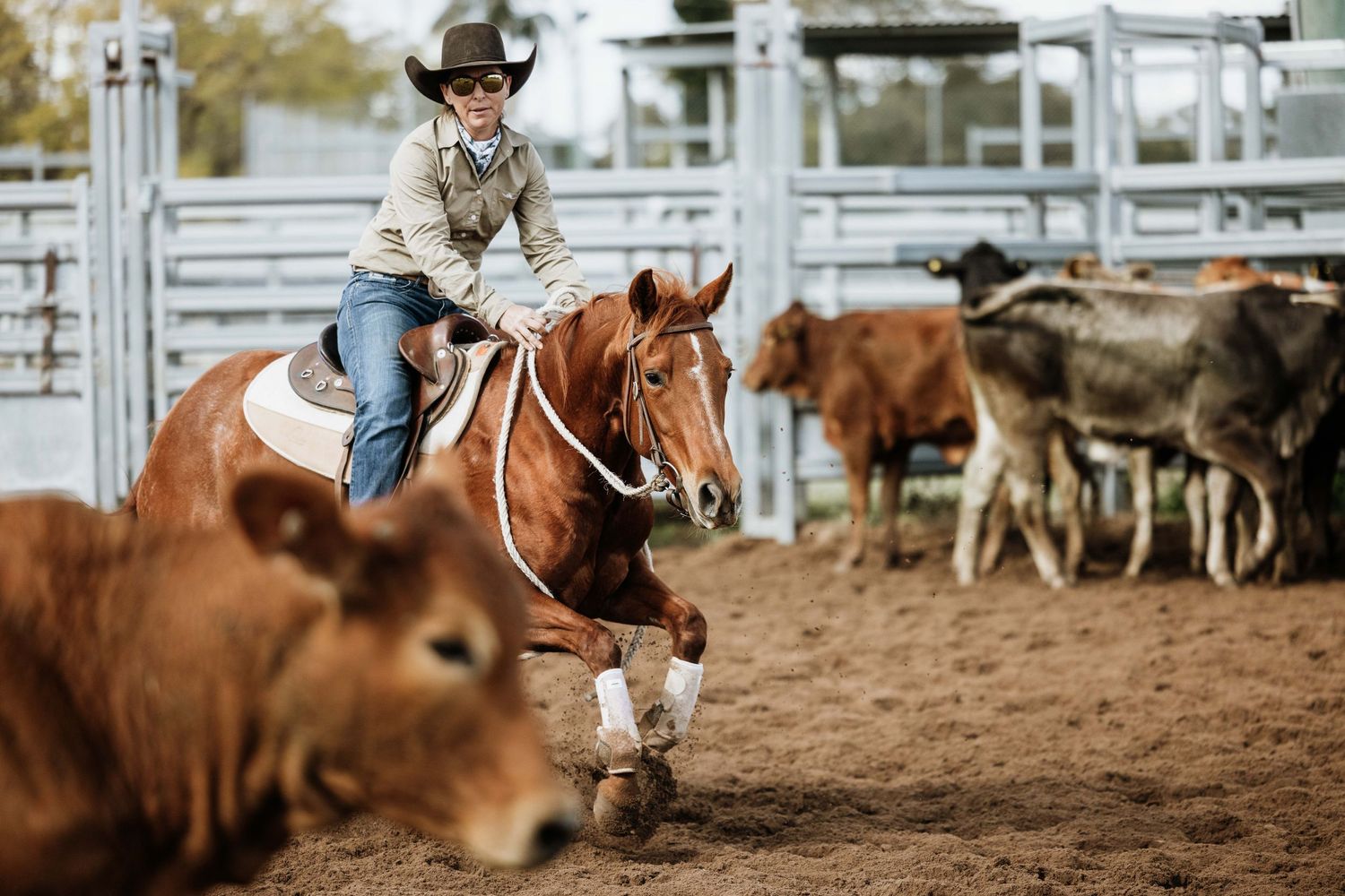 Young child in cowboy hat riding chestnut horse while herding cattle in rodeo arena.
