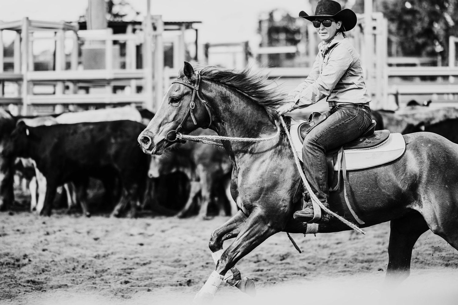 Black and white photo of cowgirl on horse herding cattle in dusty rodeo arena.