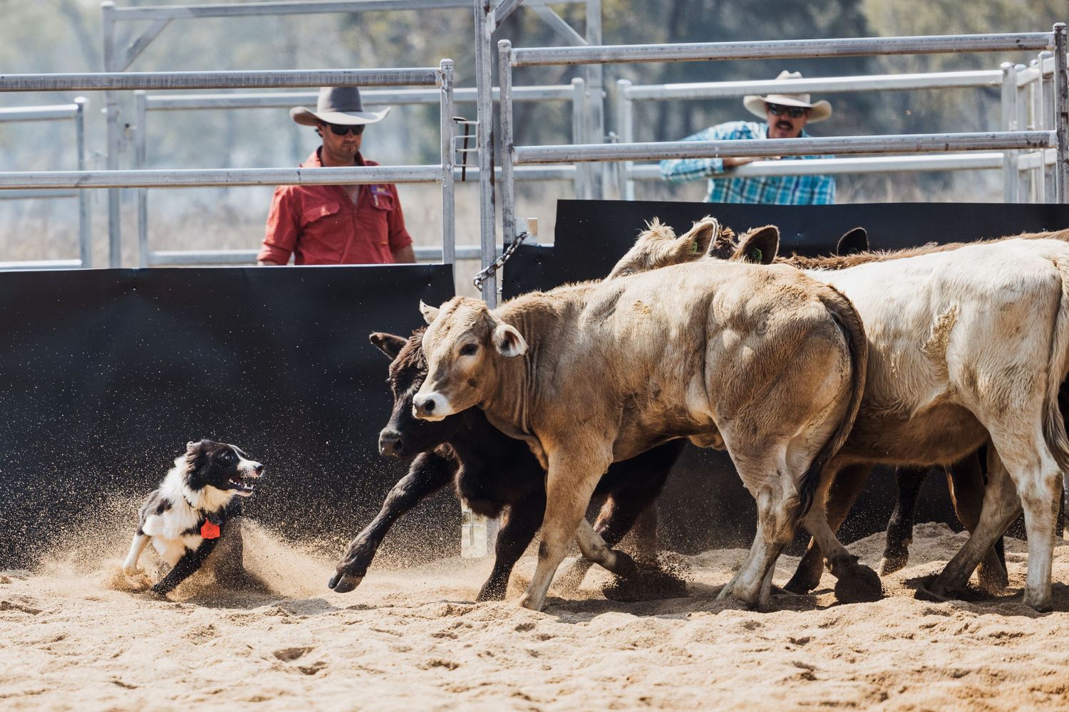 A working dog slides through sand while herding a group of calves in a rodeo arena competition.