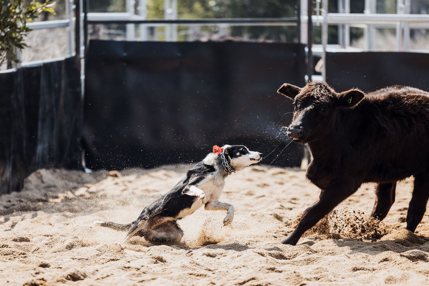 A border collie bites the nose of a black calf while herding in a sandy competition arena.