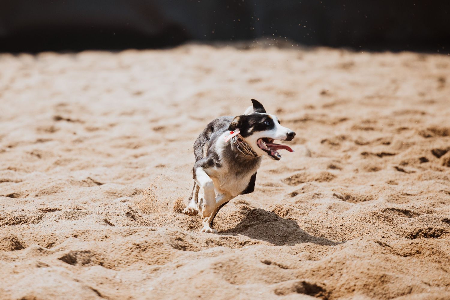 An energetic border collie runs with mouth open across a bright sandy arena during a herding competition.