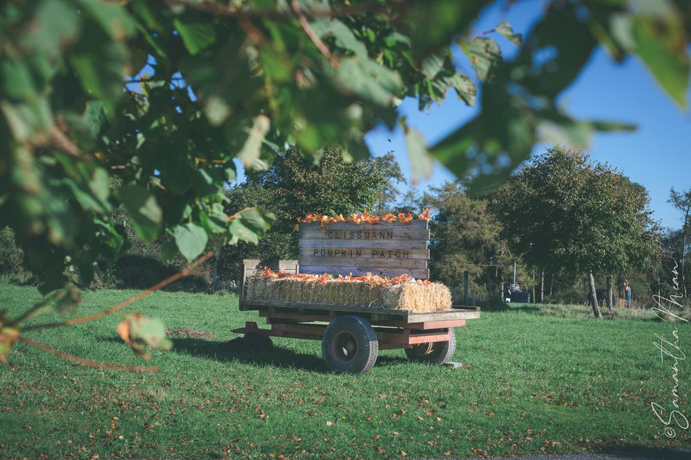Clissman Farm Pumpkin Patch