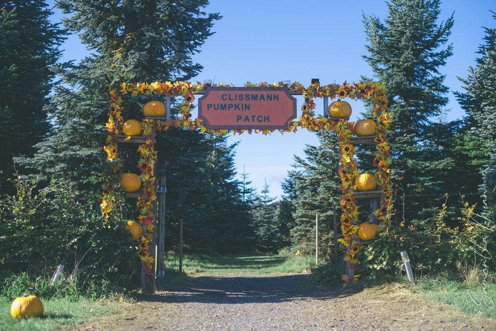 Clissman Farm Pumpkin Patch