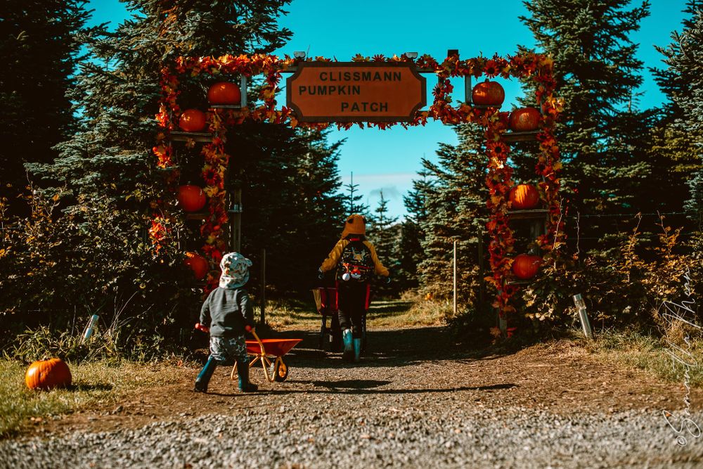 Clissman Farm Pumpkin Patch