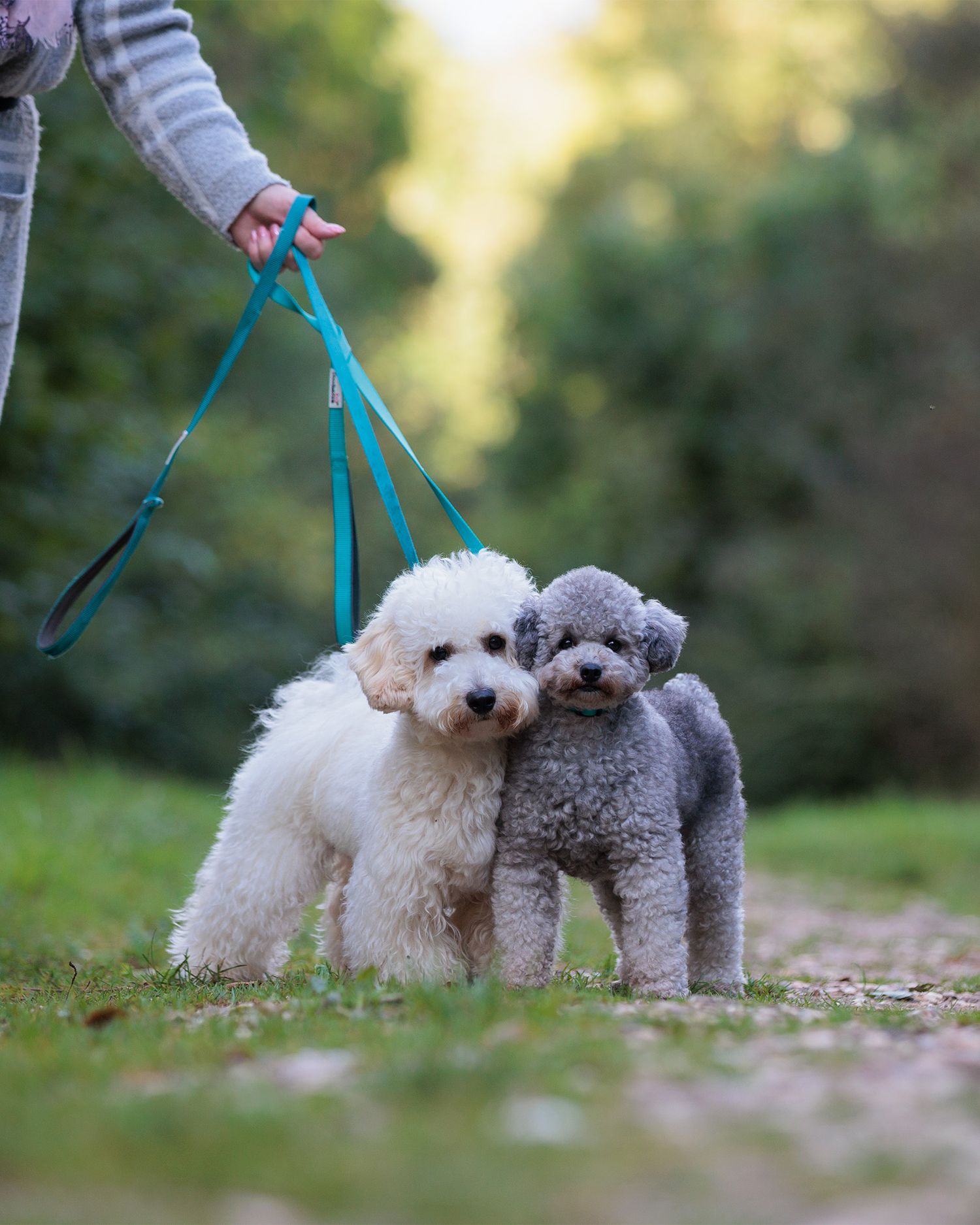 white poochon and silver miniature poodle near Winchester on lead