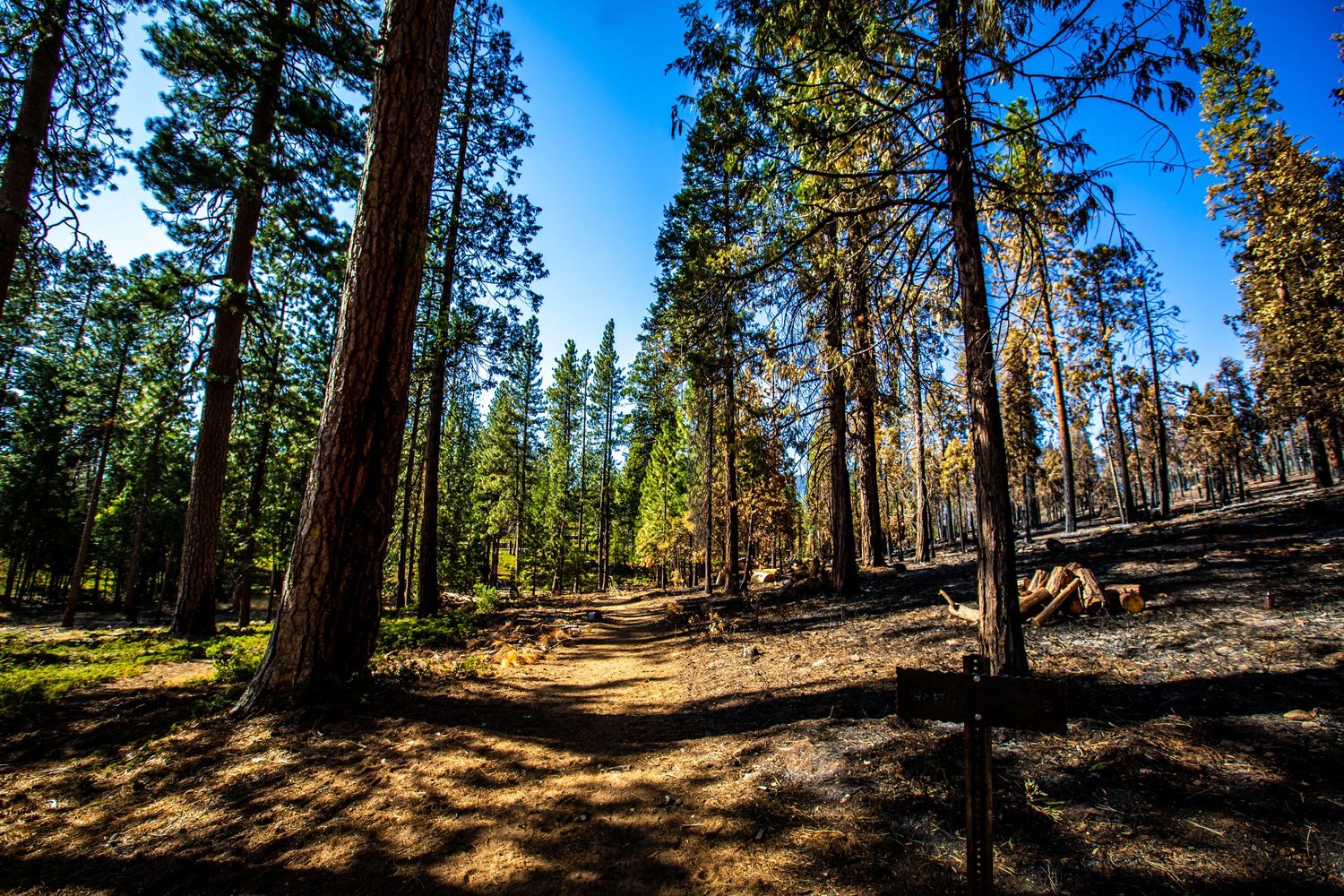 Sunlight filters through tall pine trees in a forest clearing with dappled shadows on dry ground.