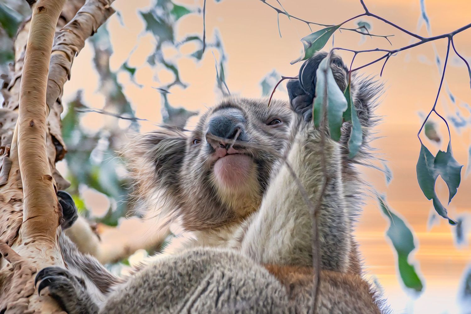 Koala