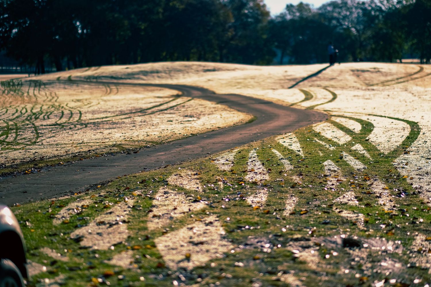 Golf cart tracks in the early morning dew at Firewheel Golf Course in Garland Texas