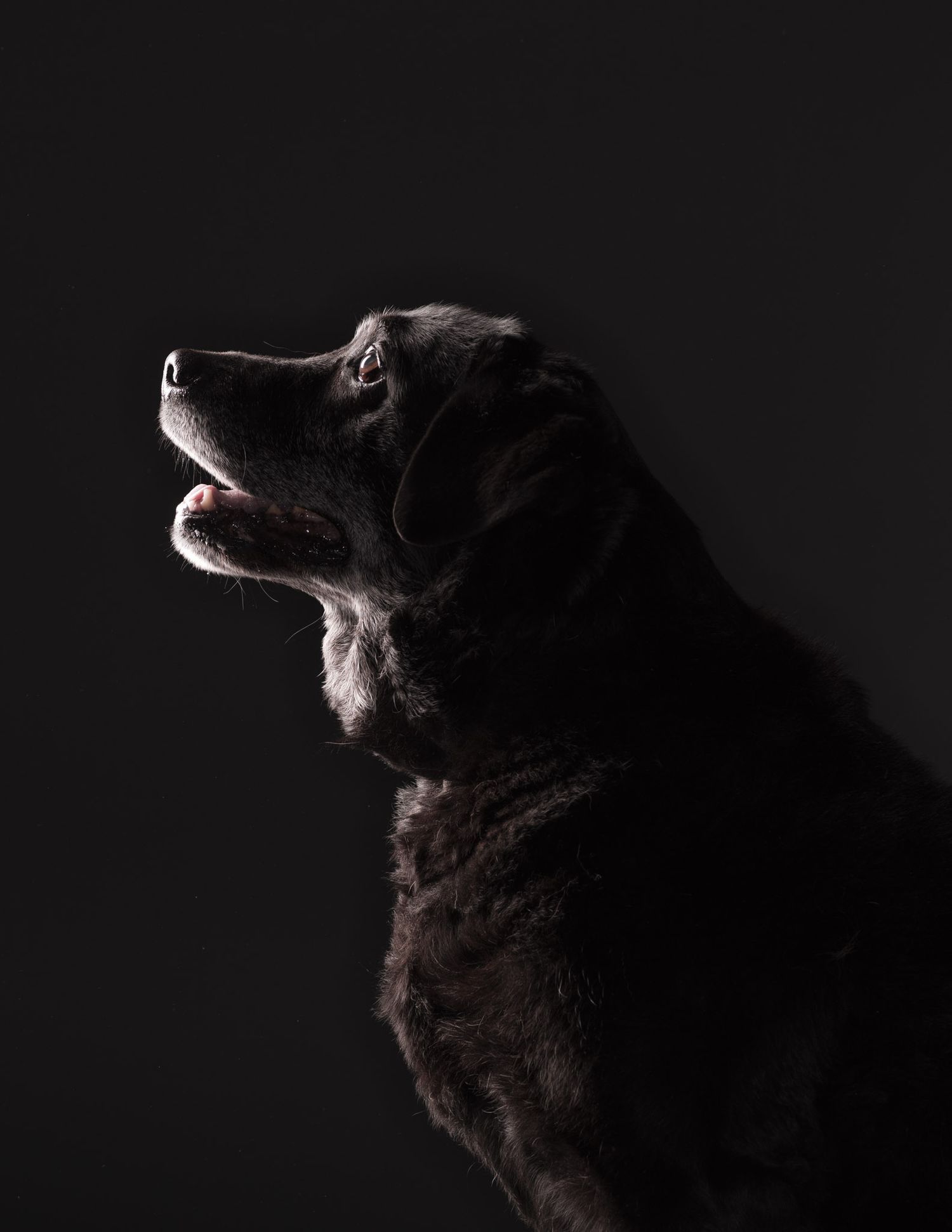 Studio portrait of a senior aged dog
